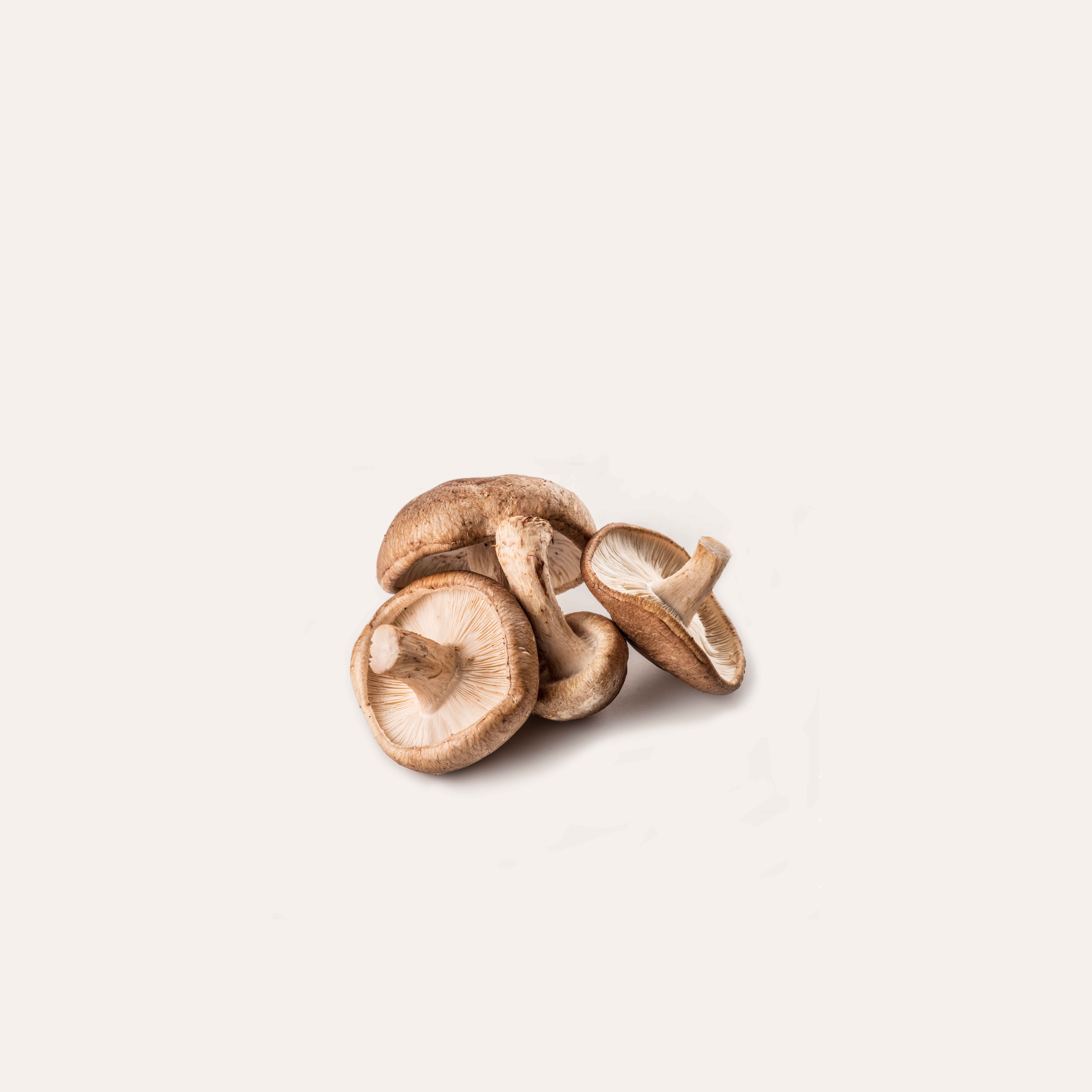 Shiitake mushrooms on solid background