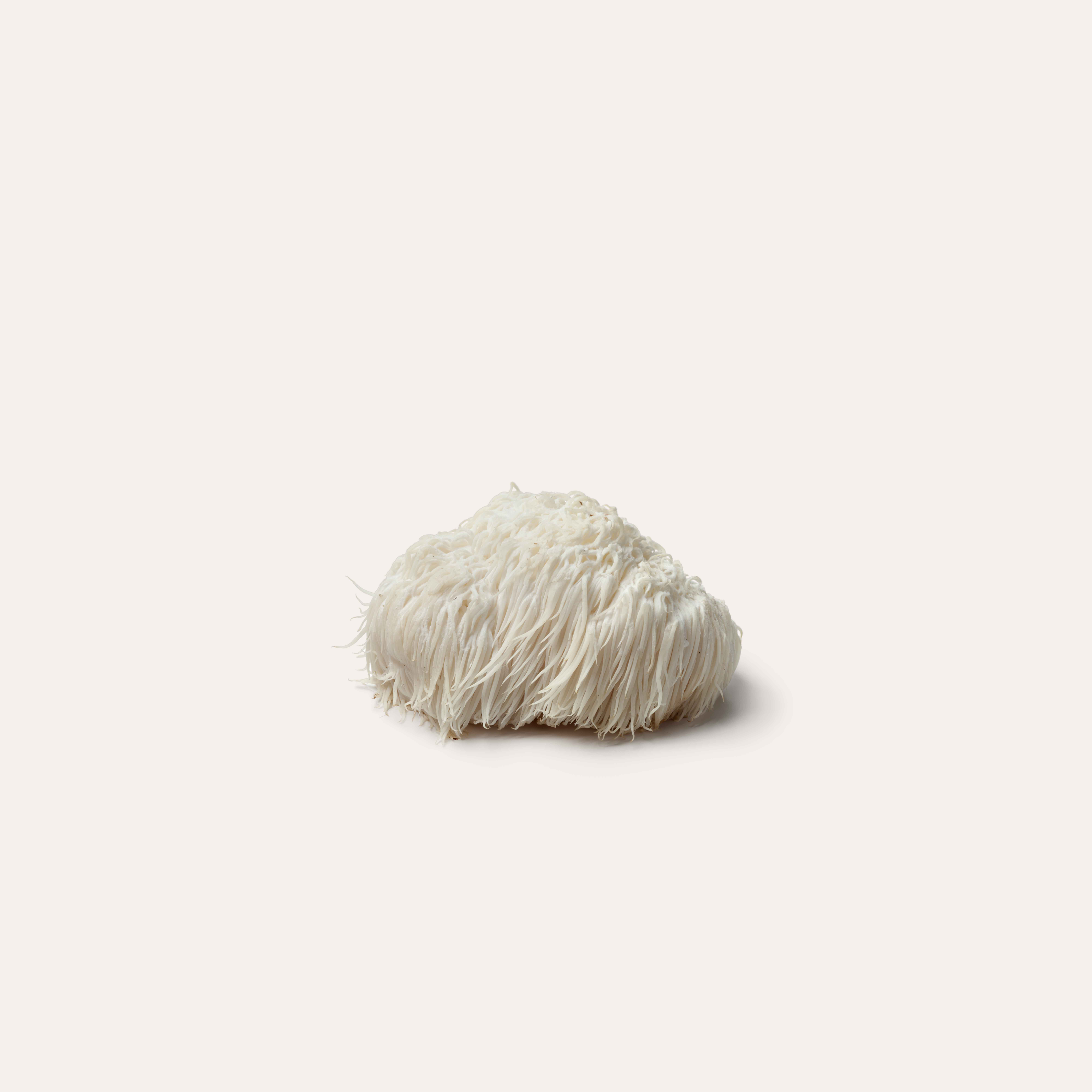 lion's mane mushroom on solid background
