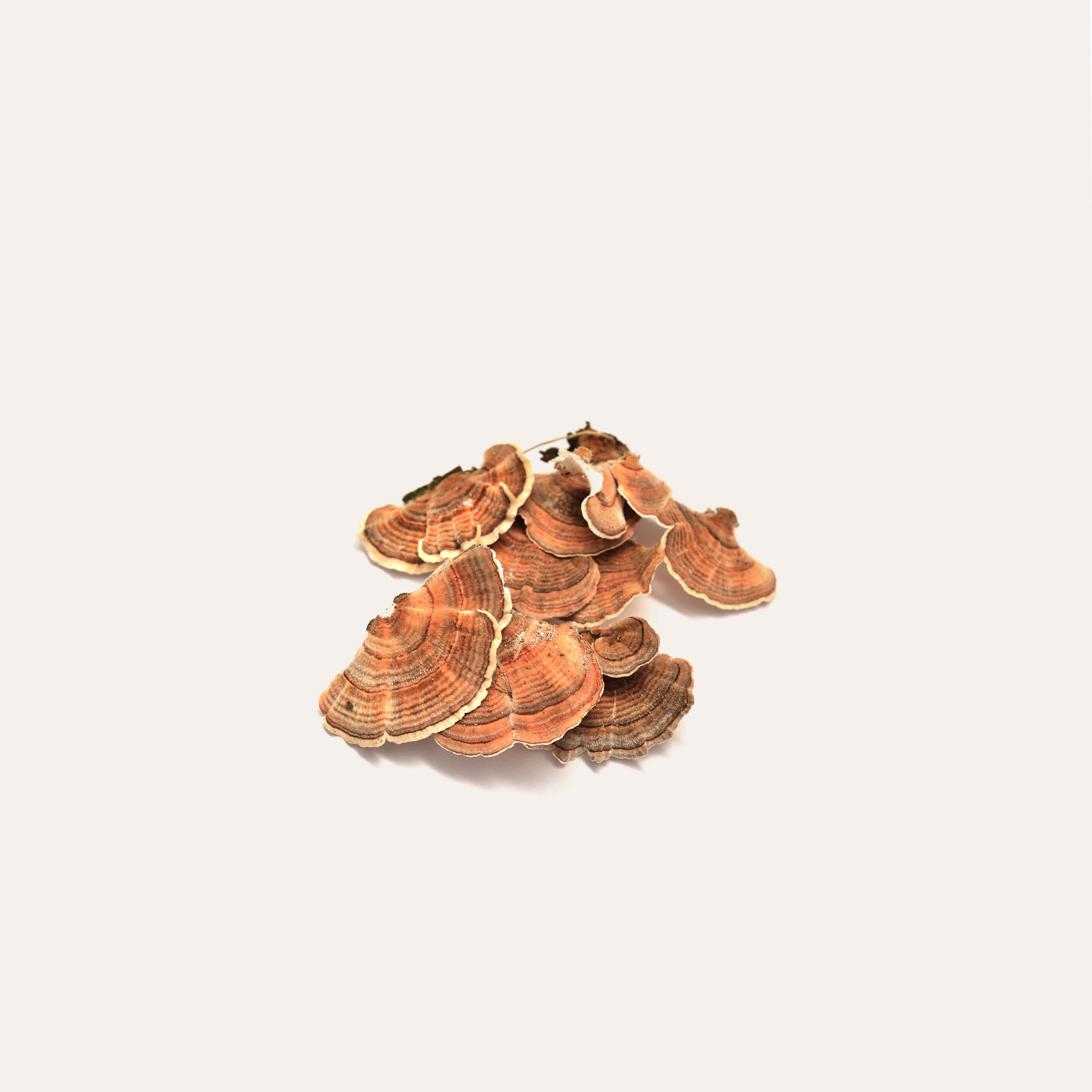 Turkey tail mushroom on solid background