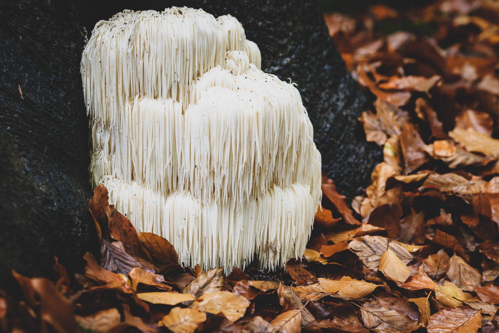 Lion's Mane mushroom growing in forest