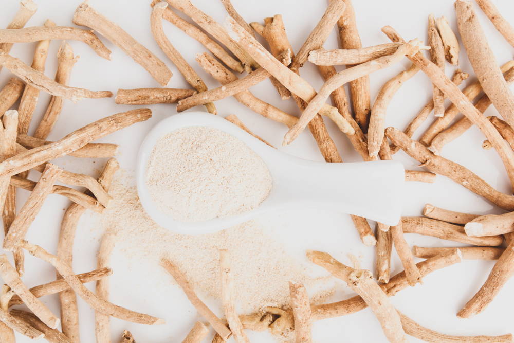Ashwagandha powder with roots arranged around