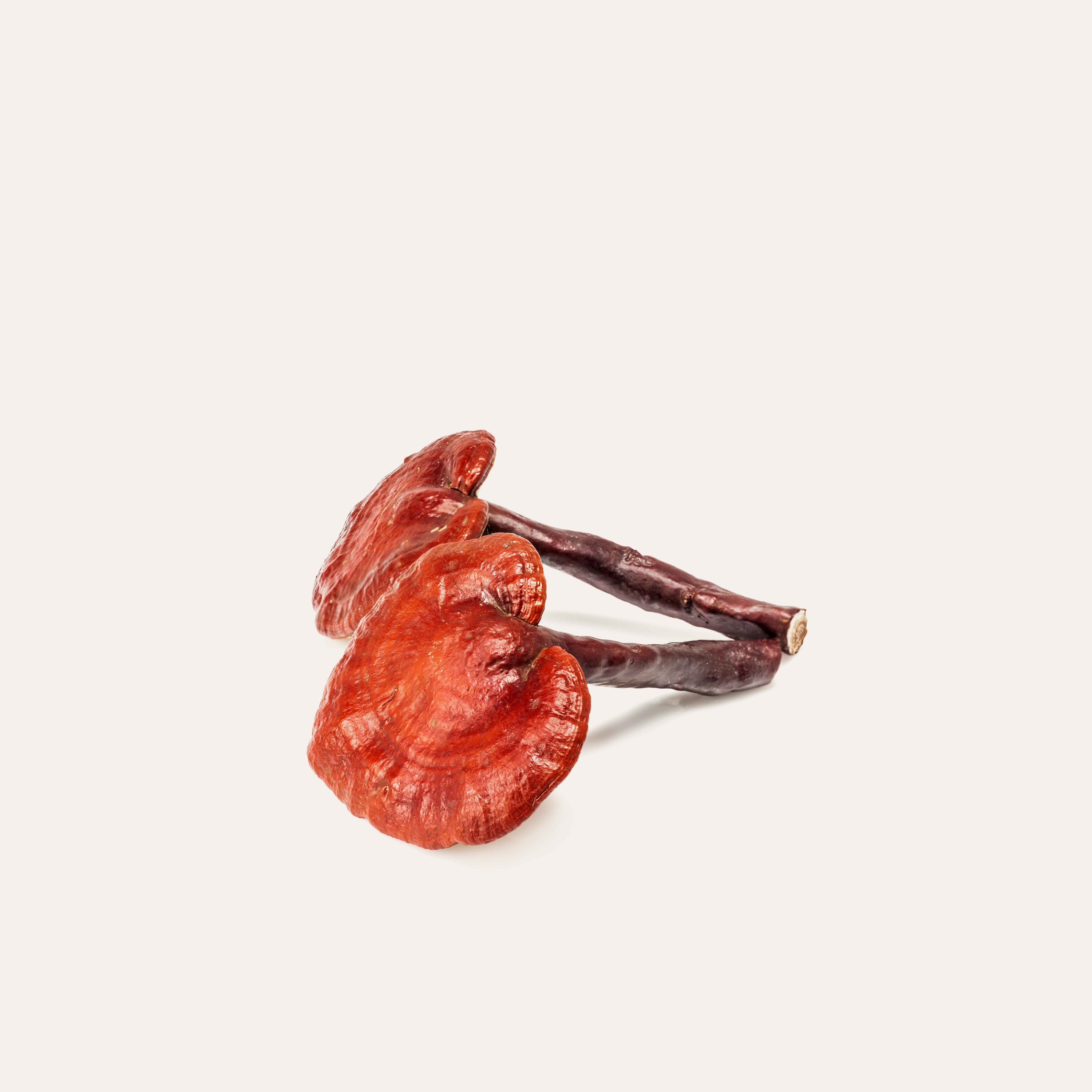 reishi mushroom on solid background