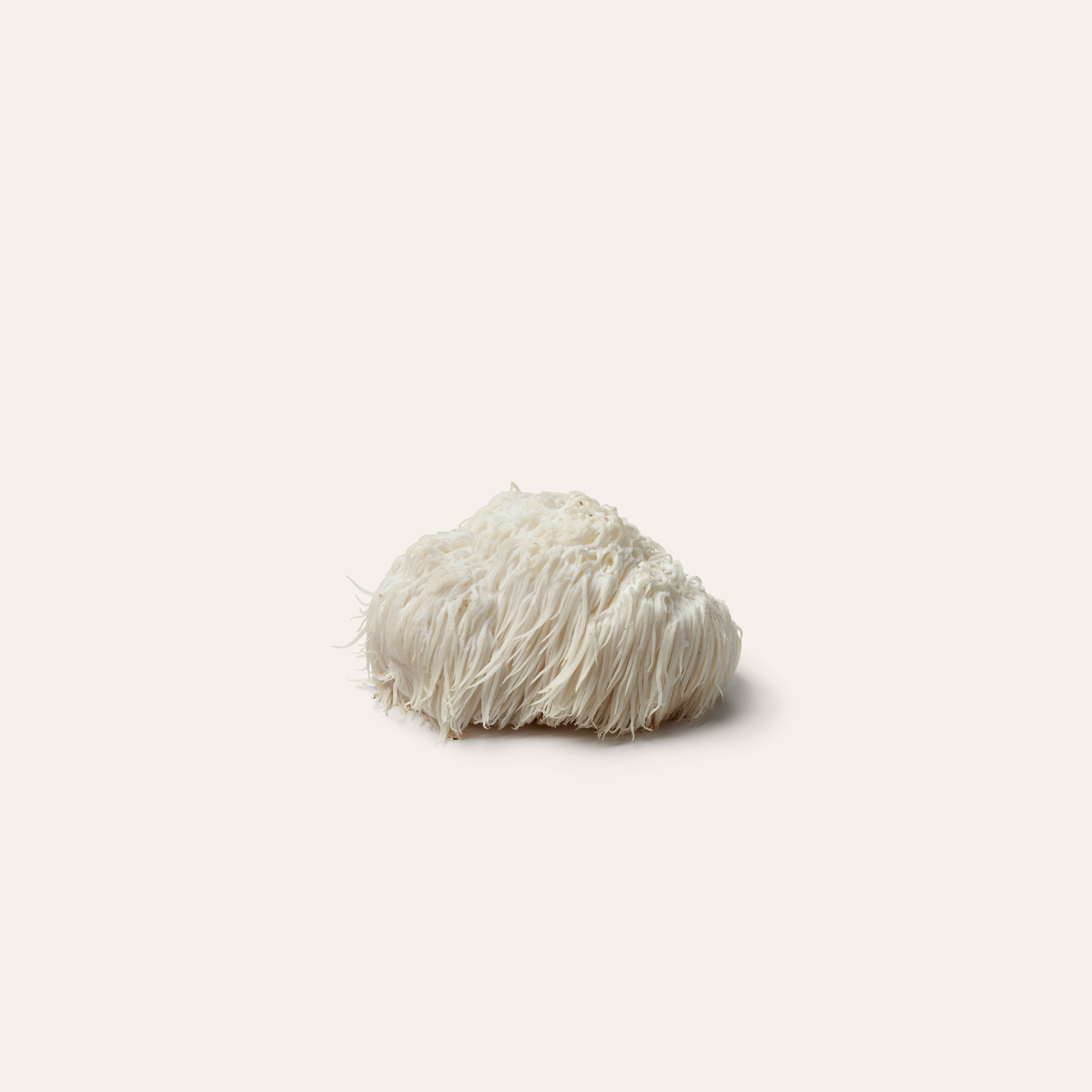 lion's mane mushroom on solid background