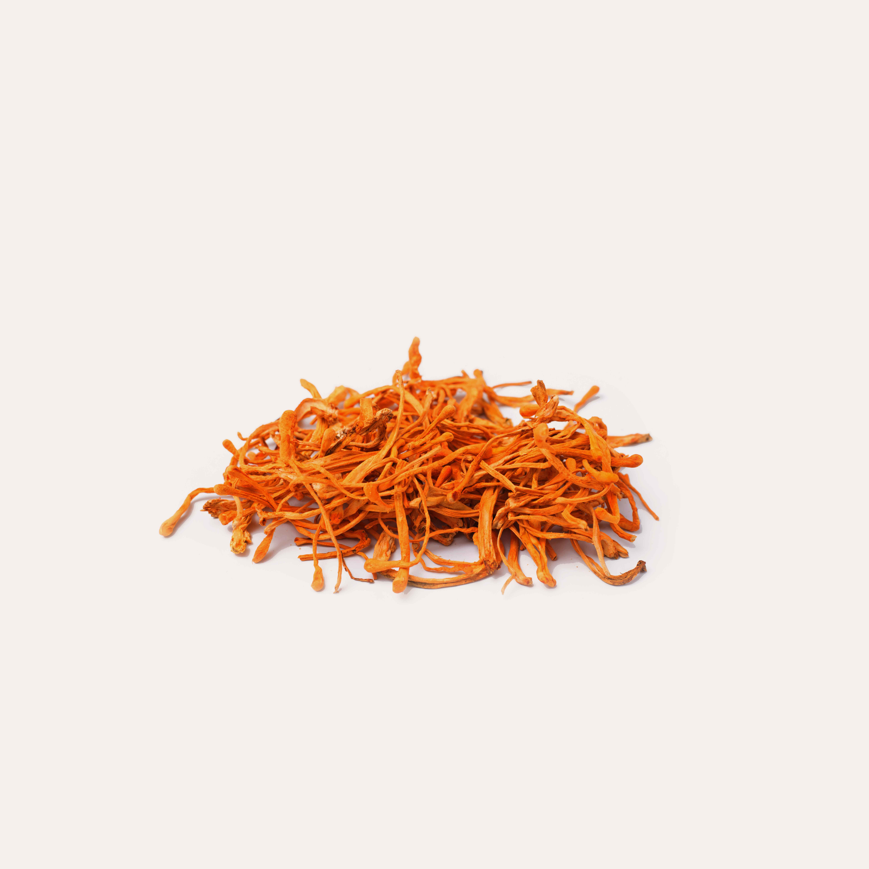cordyceps mushroom on solid background