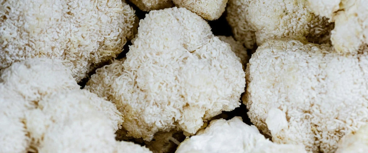 Cordyceps vs Lion’s Mane