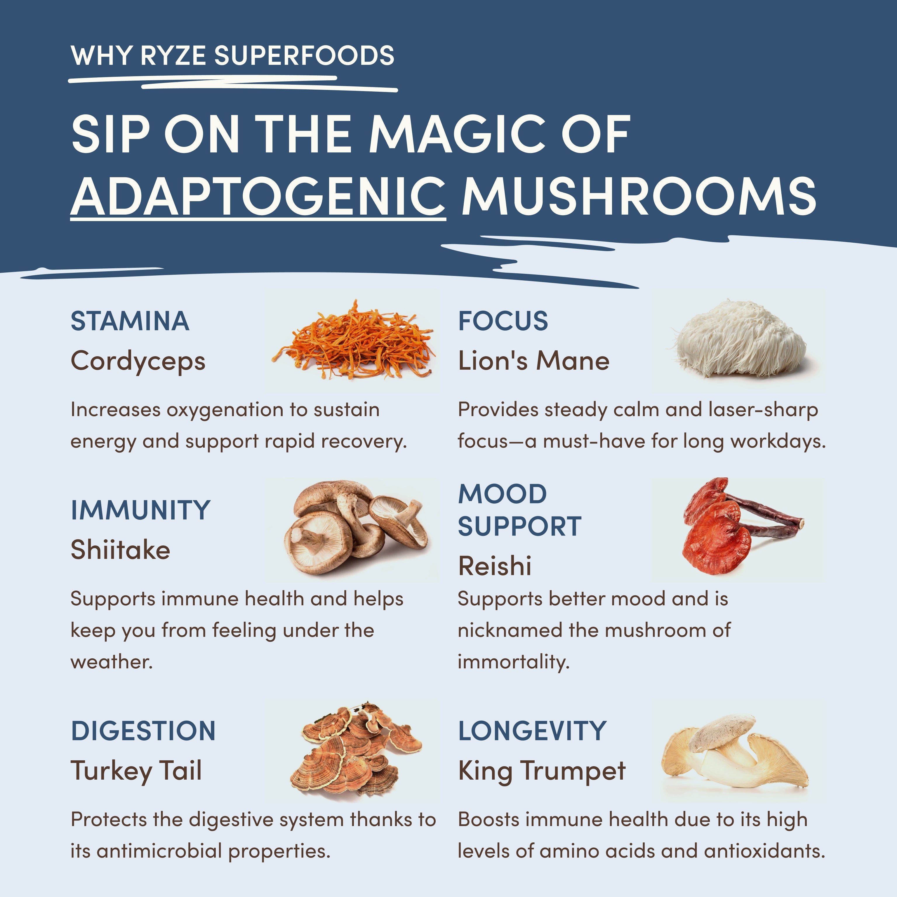 Mushroom Hot Cocoa (20 servings)
