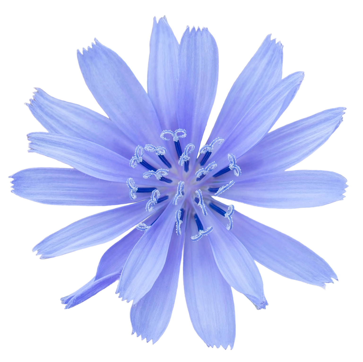 Close-up of a light purple flower with multiple petals on a black background.