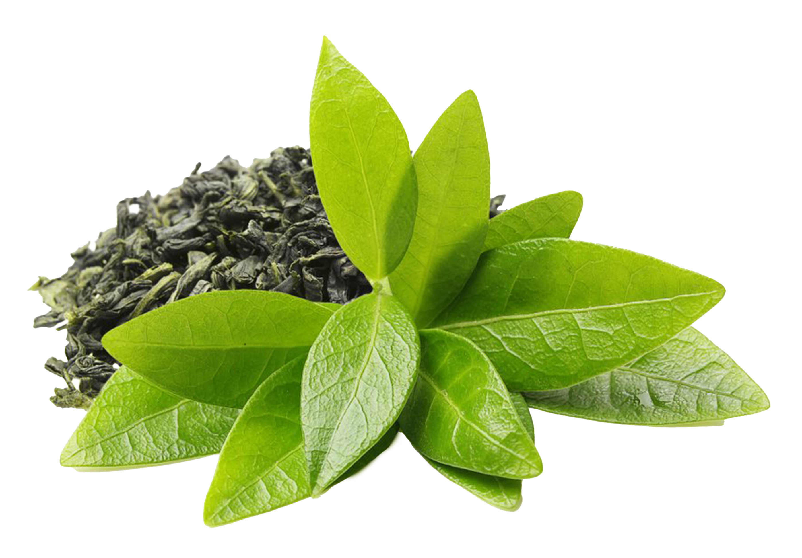 Green tea leaves and dried tea on a white background.