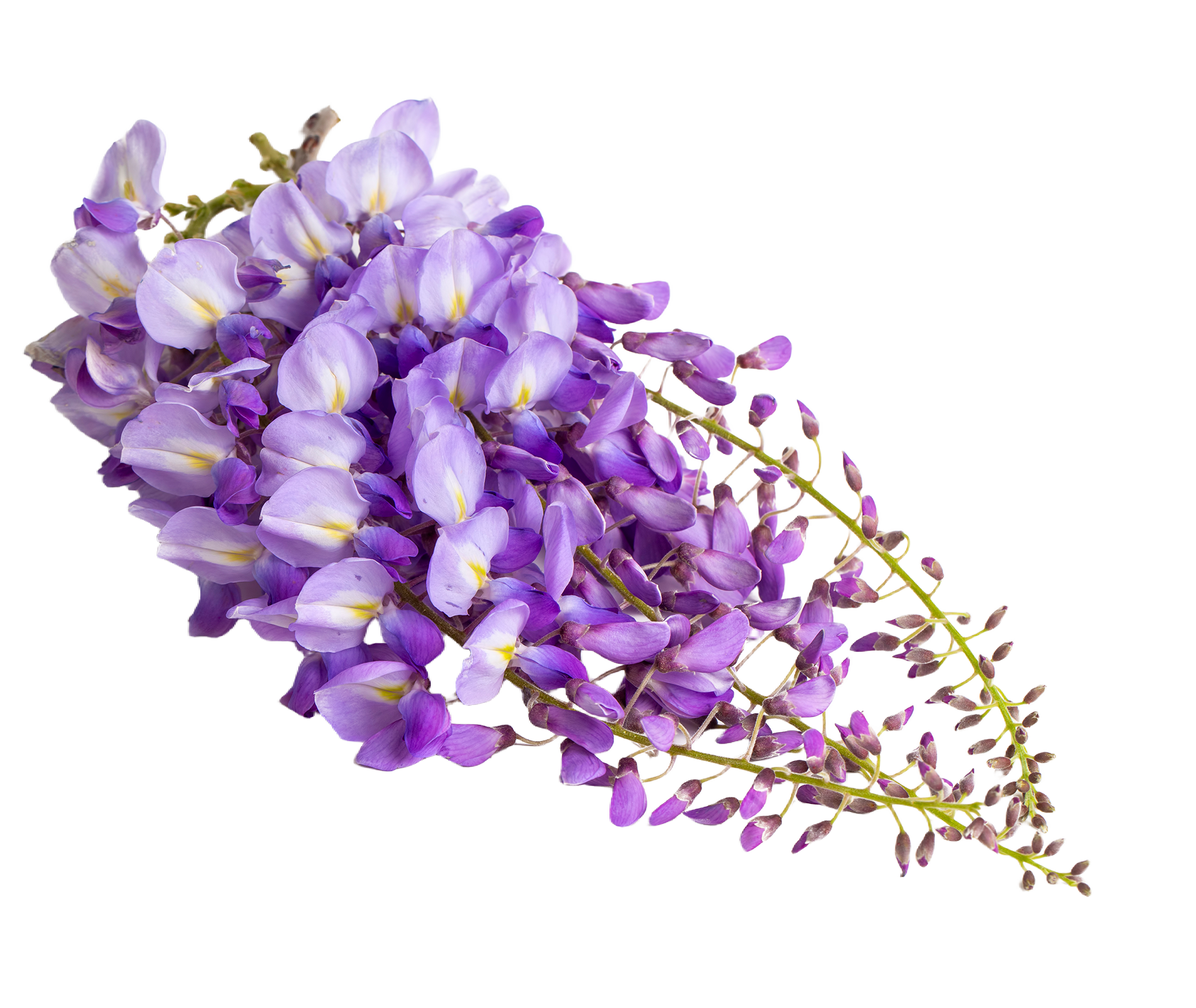 Cluster of purple wisteria flowers on a white background.