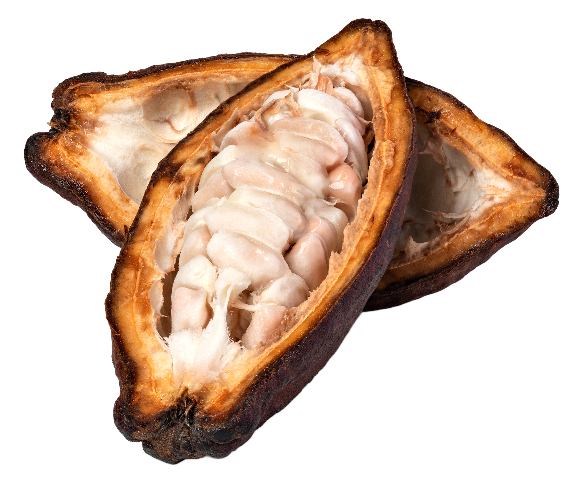 Open cacao pod with white seeds inside.