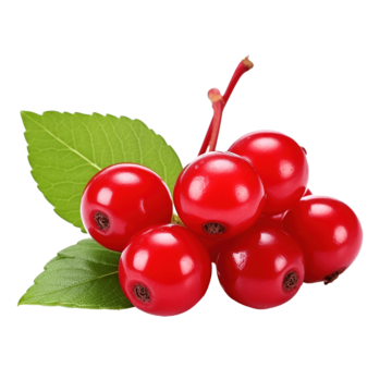 Cluster of red berries with green leaves on a white background.