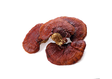 Three dried reishi mushrooms on a white background.