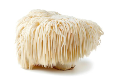 Lion's mane mushroom with long, white cascading spines on a white background.