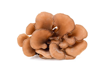 A cluster of brown oyster mushrooms on a white background.