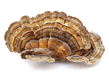 A cluster of colorful turkey tail mushrooms on a white background.