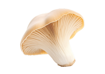 Oyster mushroom with light brown cap and visible gills, isolated on white background.